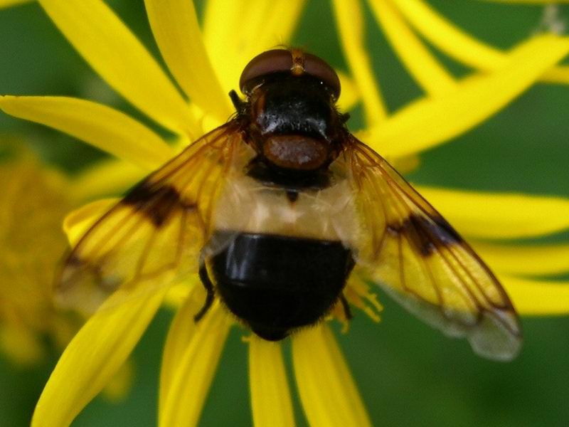 Dittero Sirfide gen. Volucella pellucens